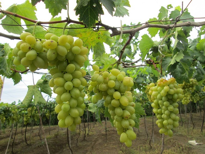 Discovering the vineyards of central province